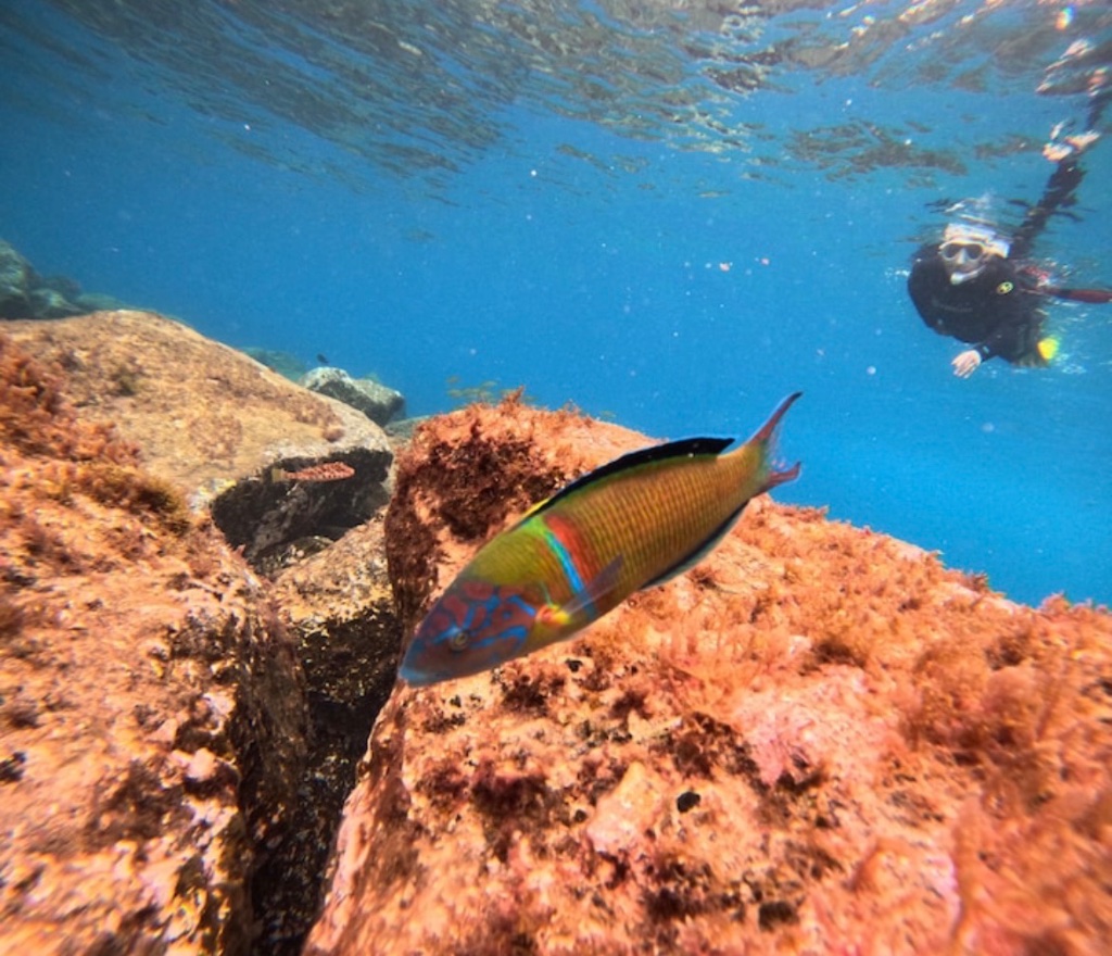 Paddle surf + snorkel