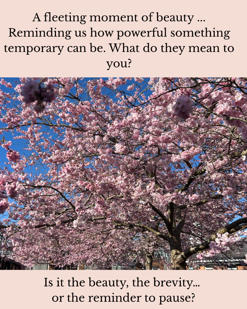 A fleeting moment of beauty - cherry blossom