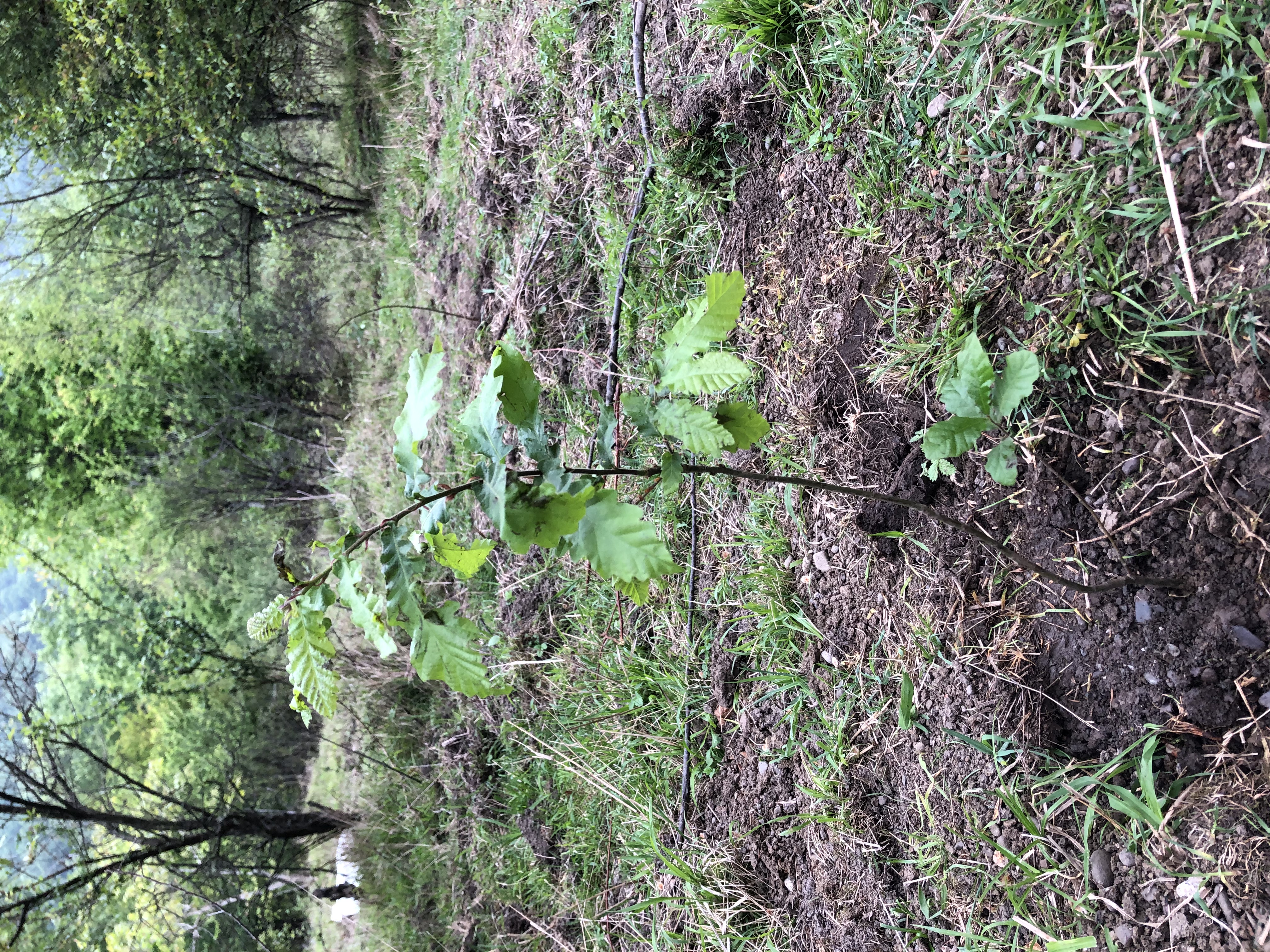 Young forest sapling — afforestation project