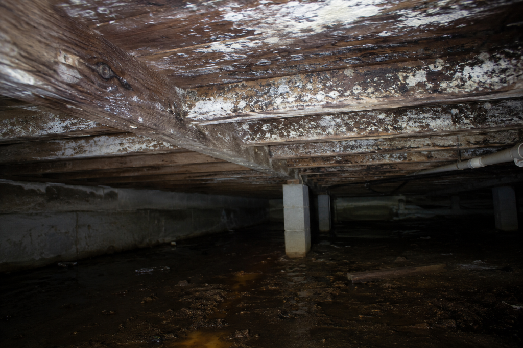 Before - Crawl Space Mold & Moisture Control