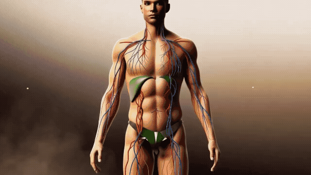 Human Body Systems