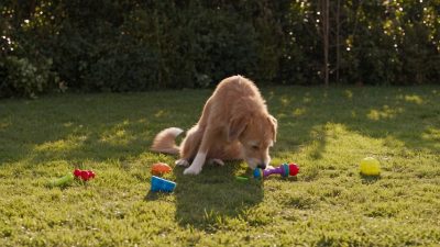 Scout Follows the Scent
