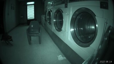 The Laundromat Raccoon