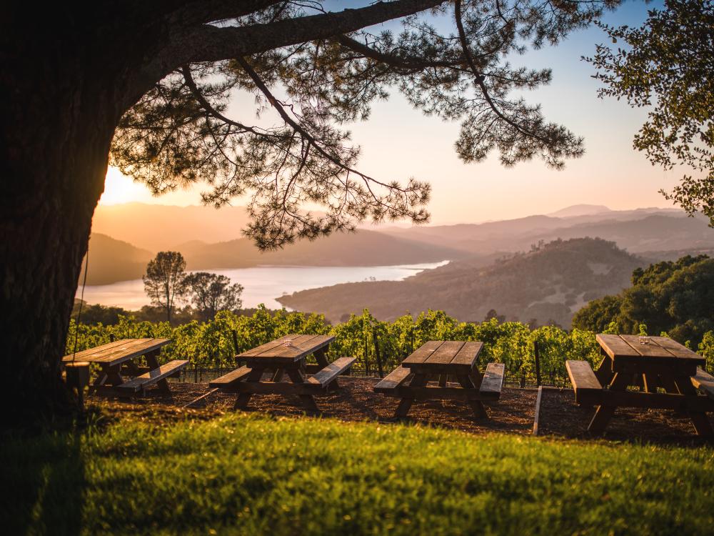 Vineyards at golden hour