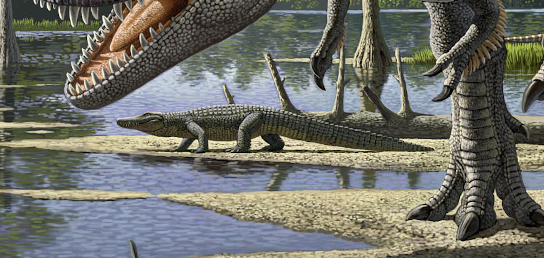 Brachychampsa montana