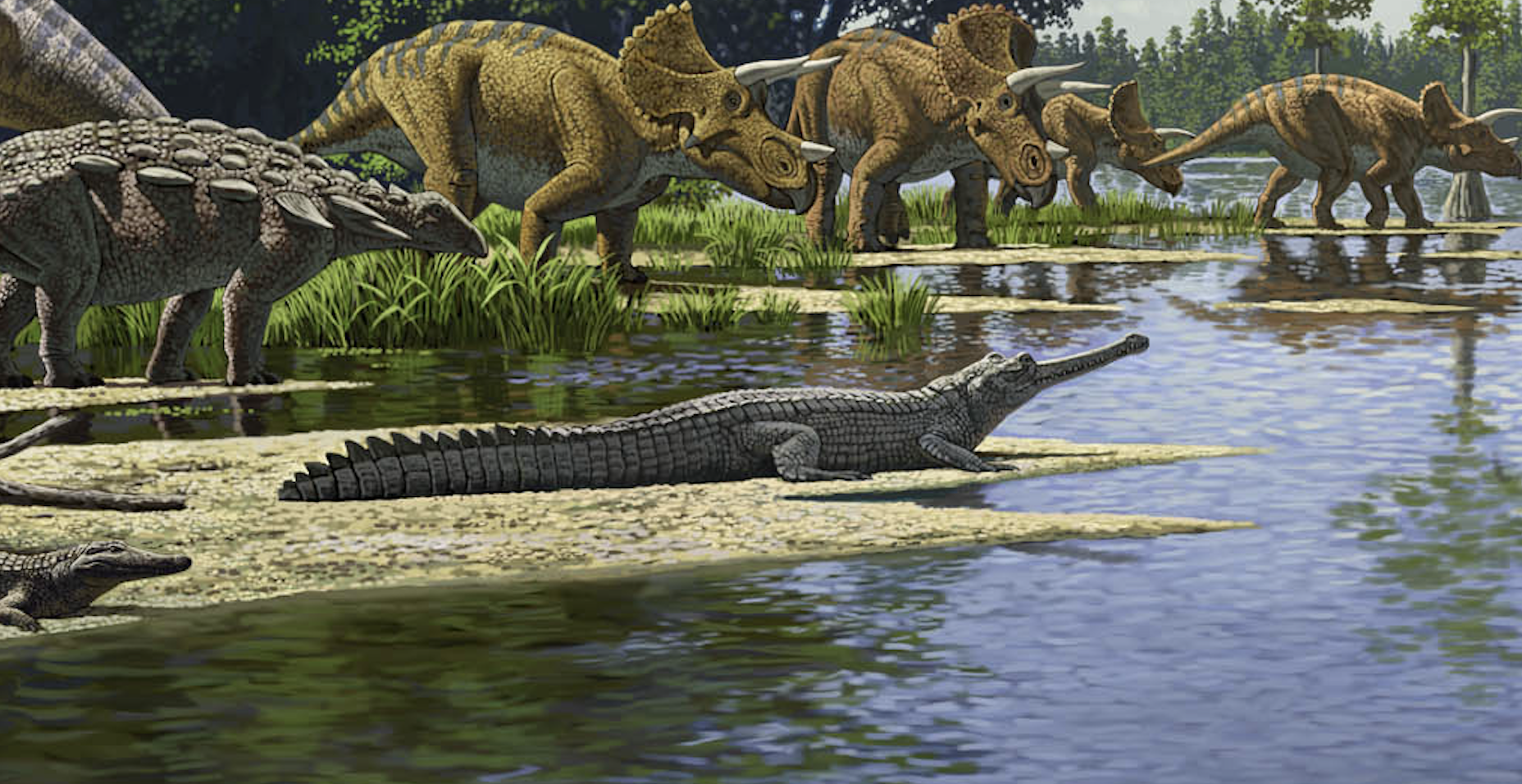 Thoracosaurus