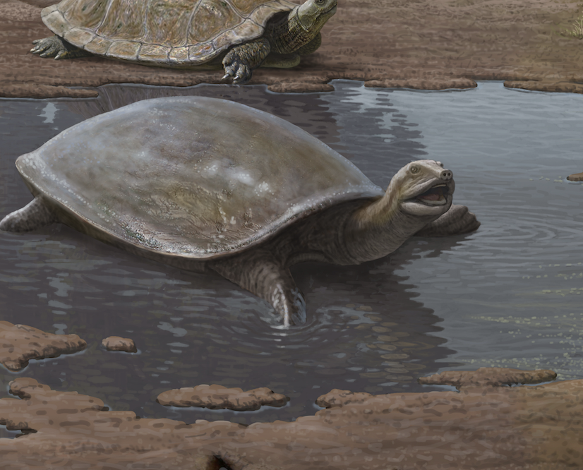 Axestemys infernalis