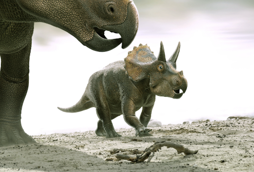 Triceratops horridus calf
