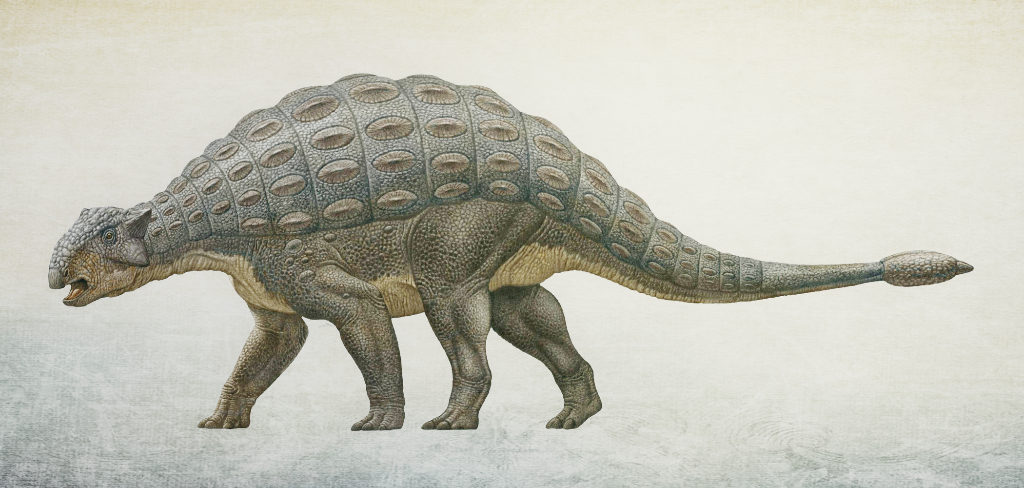 Ankylosaurus magniventris