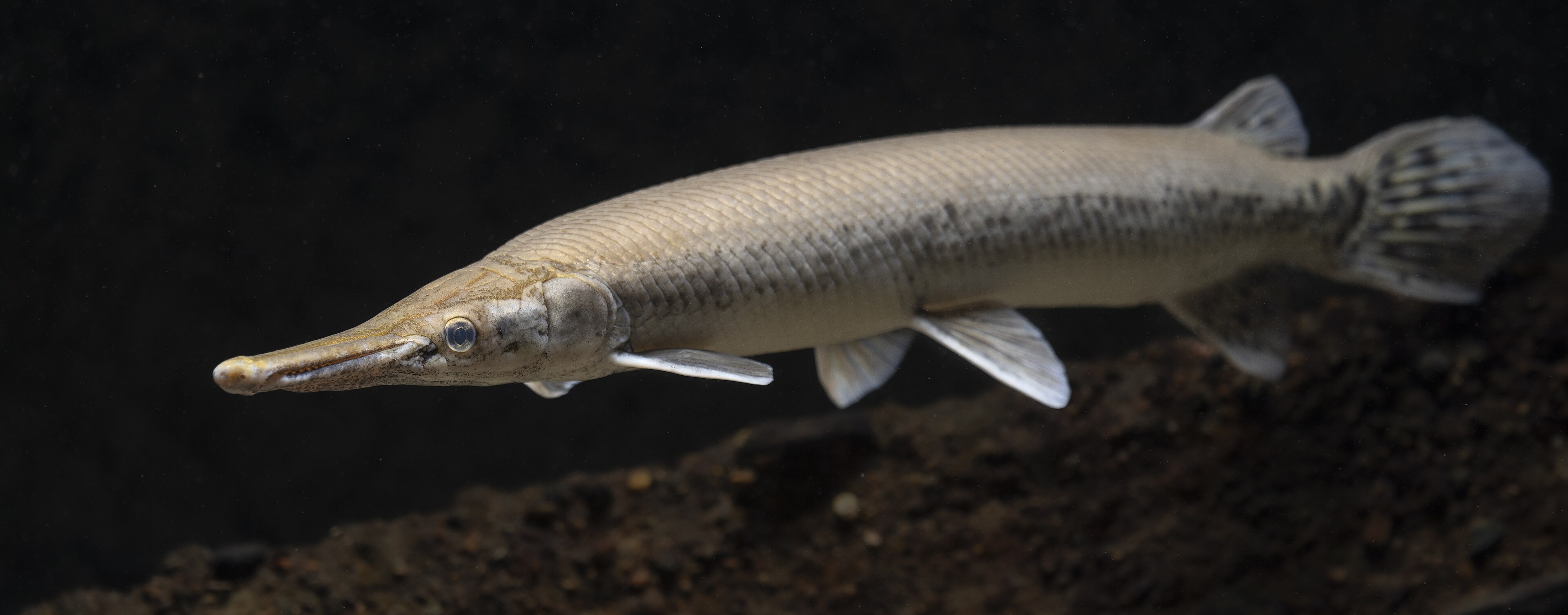 Lepisosteus occidentalis