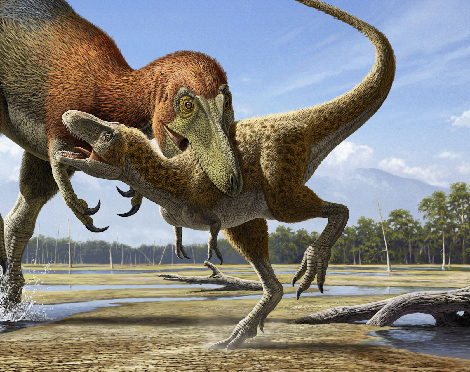 Tyrannosaurus rex fledgeling