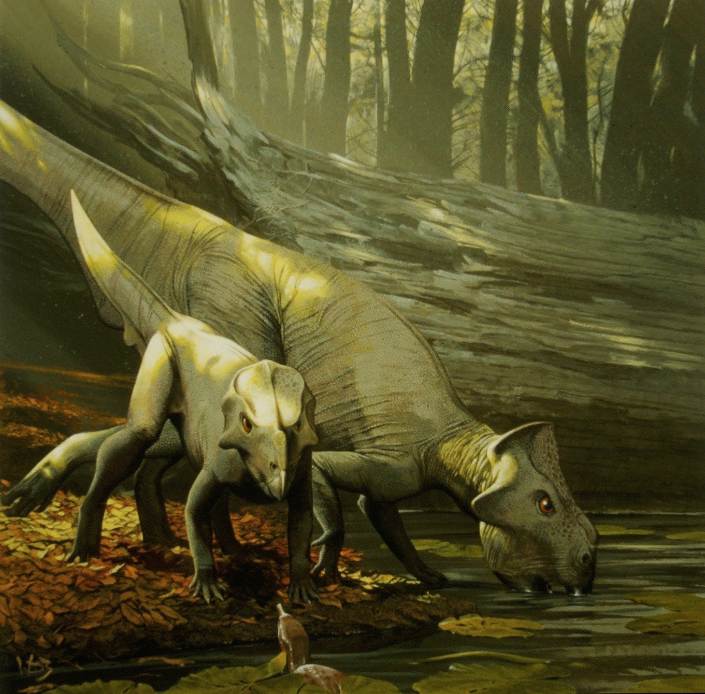 Leptoceratops gracillis