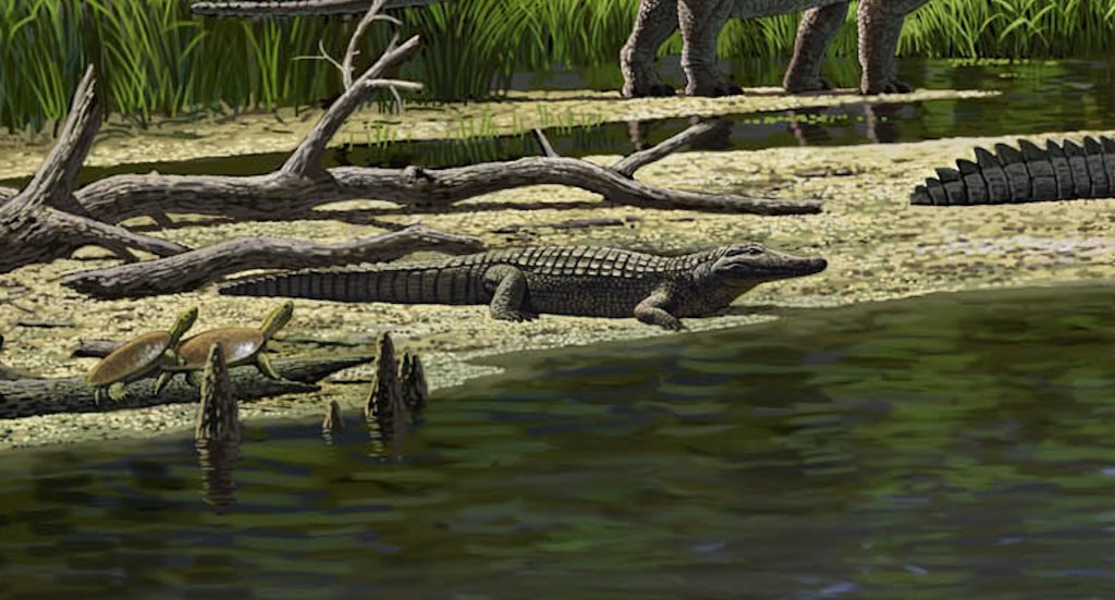 Borealosuchus sternbergi
