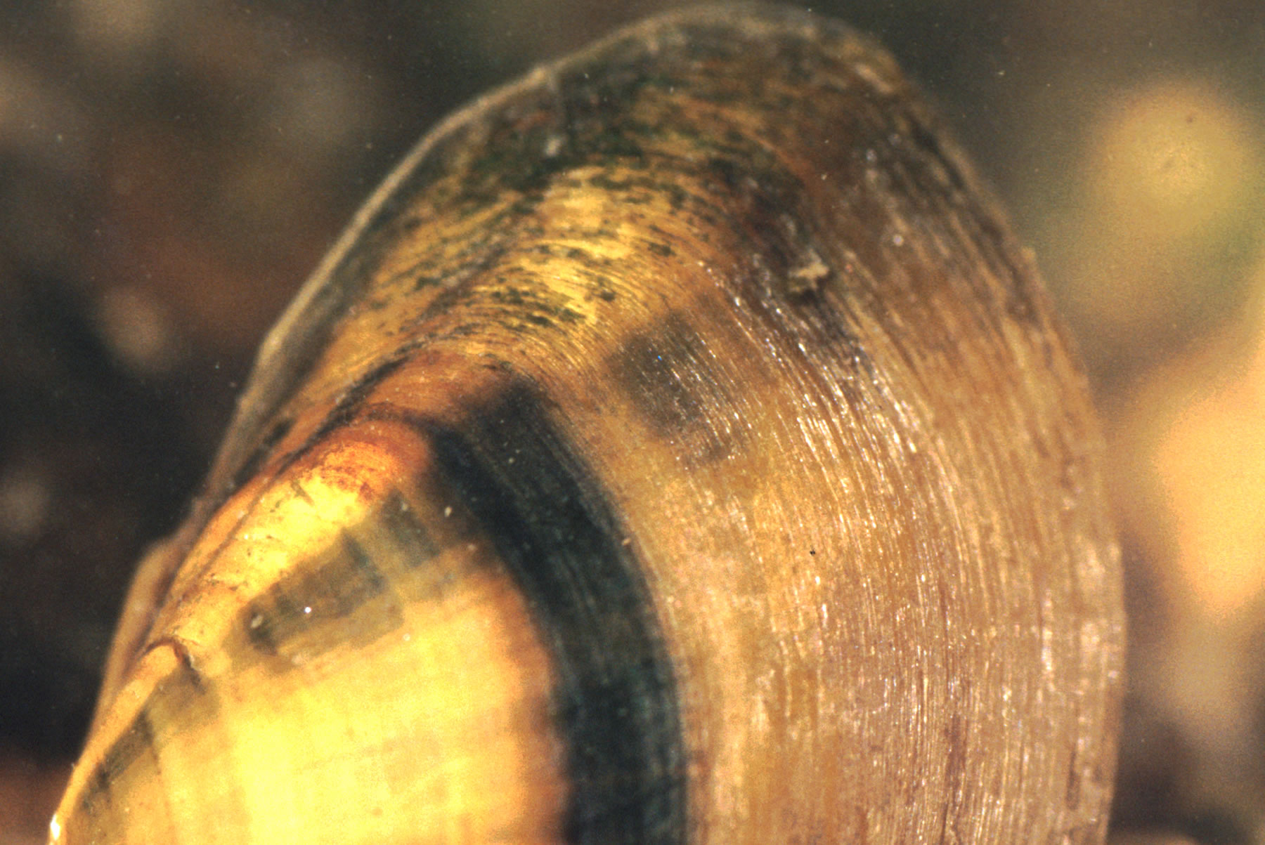 Pleurobema cryptorhynchus
