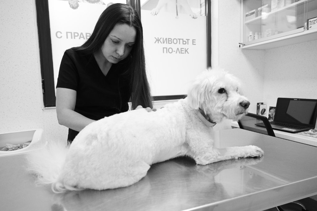 Veterinarno otdelenie Dermatology - Veterinarna klinika Sin Krast Sofia