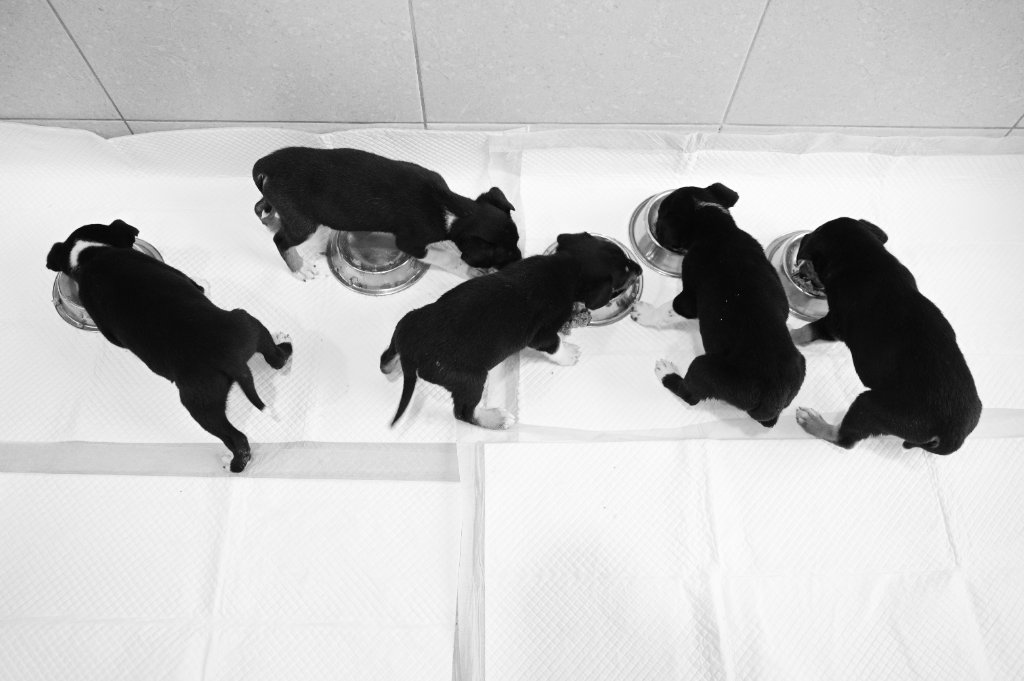 Veterinarno otdelenie Obstetrics and Gynecology - Veterinarna klinika Sin Krast Sofia
