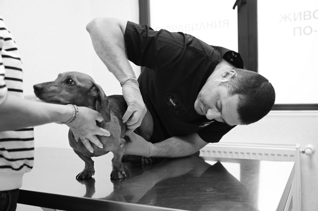 Veterinarno otdelenie Orthopedics and Traumatology - Veterinarna klinika Sin Krast Sofia