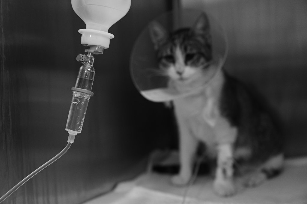 Veterinarno otdelenie Oncology - Veterinarna klinika Sin Krast Sofia