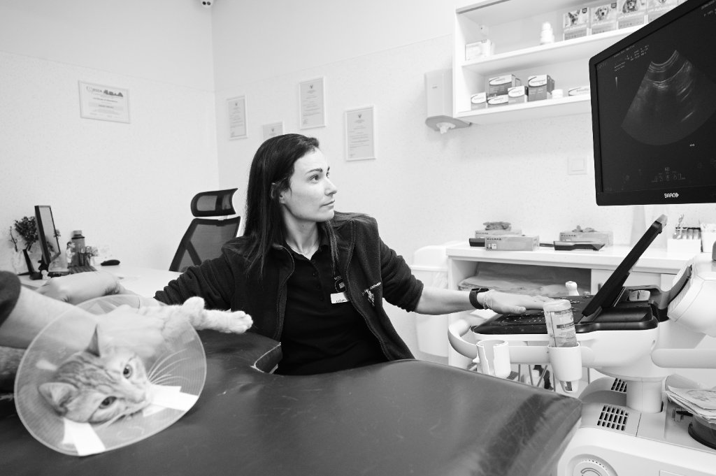 Veterinarno otdelenie Internal Medicine - Veterinarna klinika Sin Krast Sofia