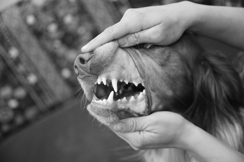 Veterinarno otdelenie Dental Medicine - Veterinarna klinika Sin Krast Sofia