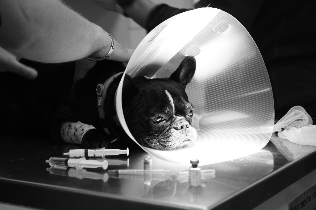 Veterinarno otdelenie Infectious Diseases - Veterinarna klinika Sin Krast Sofia