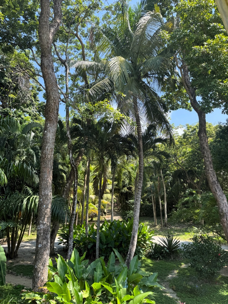 Tropical Grounds