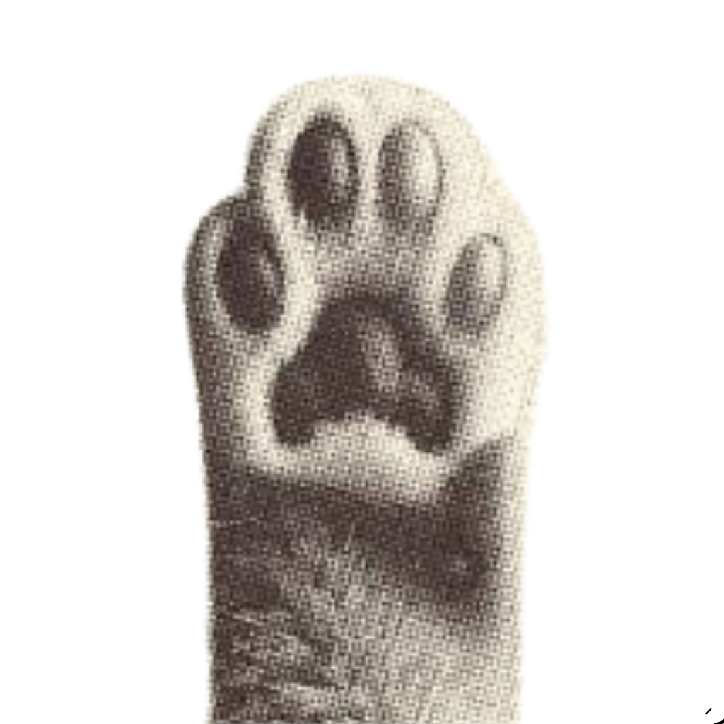 Pawra