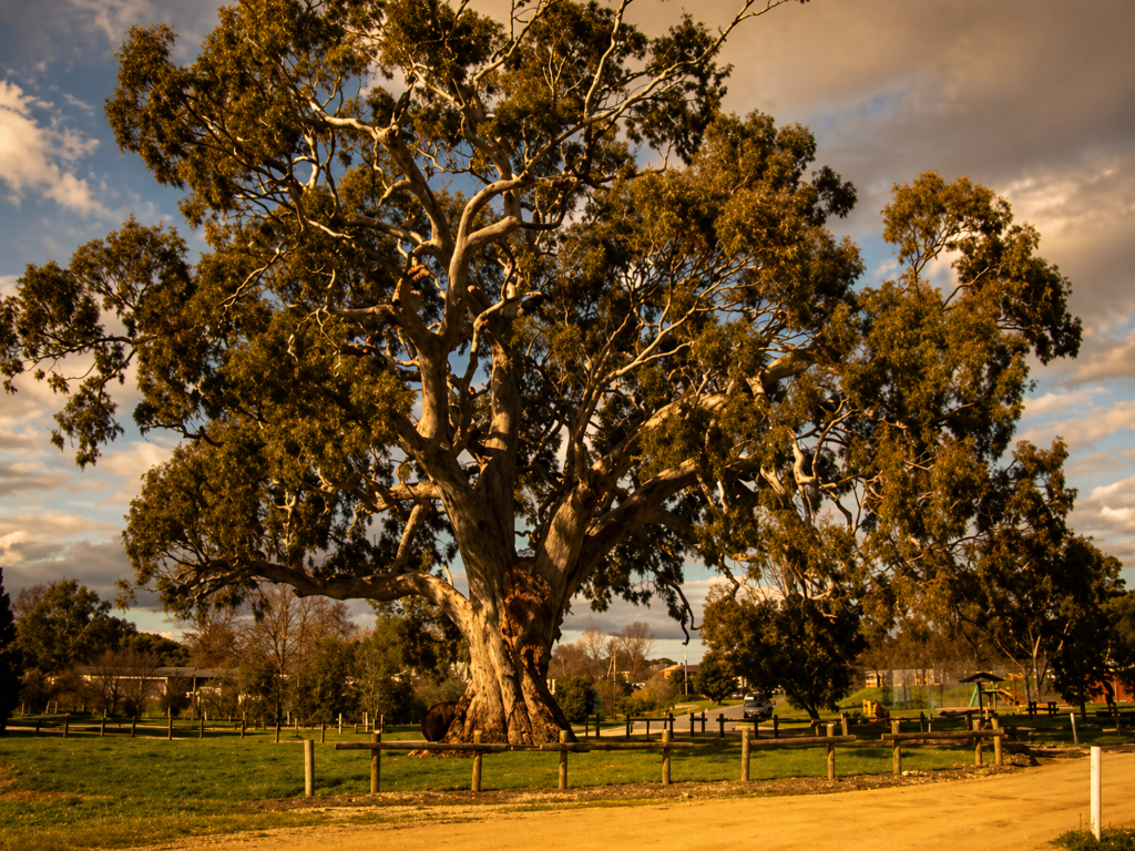 Guildford gum tree