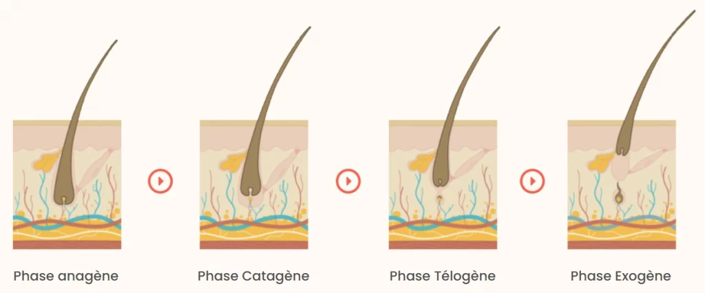 Les 4 phases du cycle de vie du poil : anagène, catagène, télogène, exogène