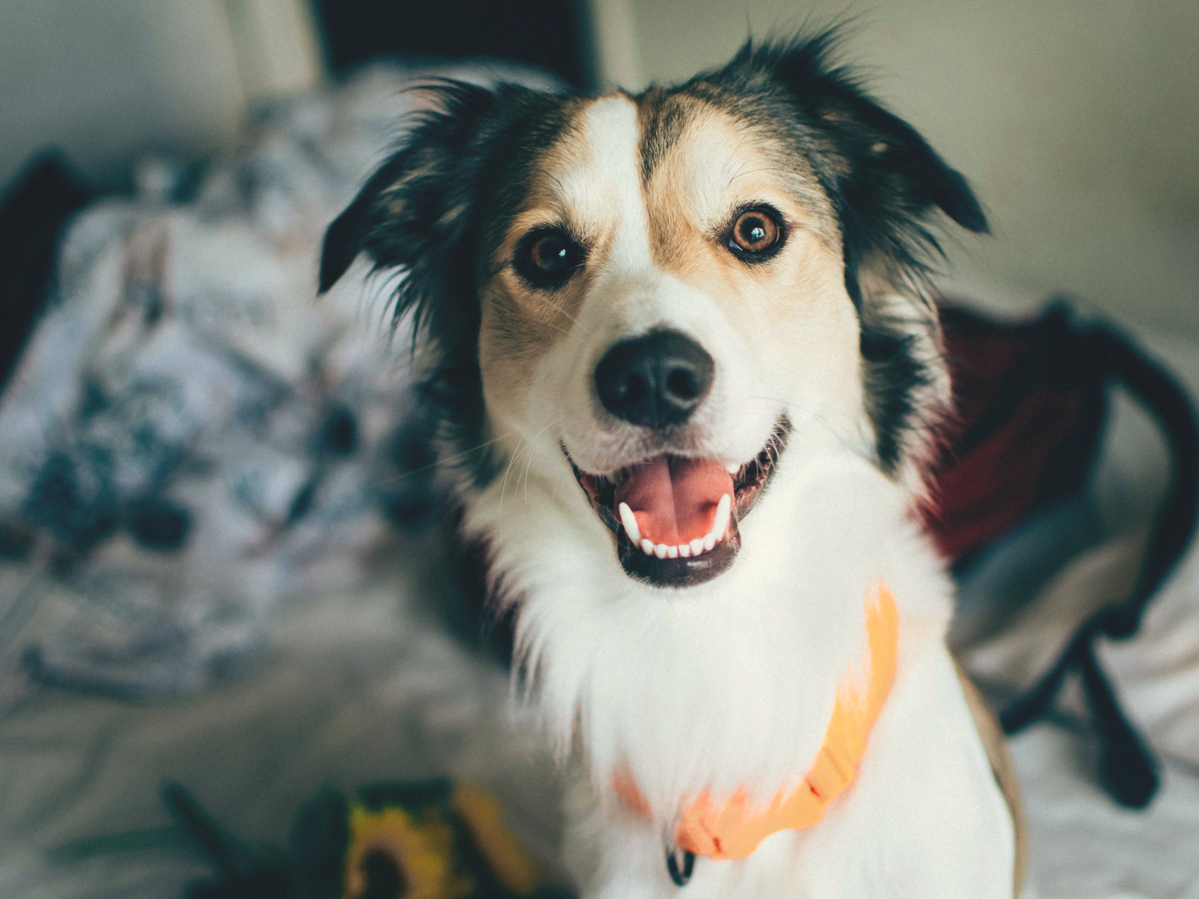 Mixed breed rescue dog looking at the camera with a happy open expression