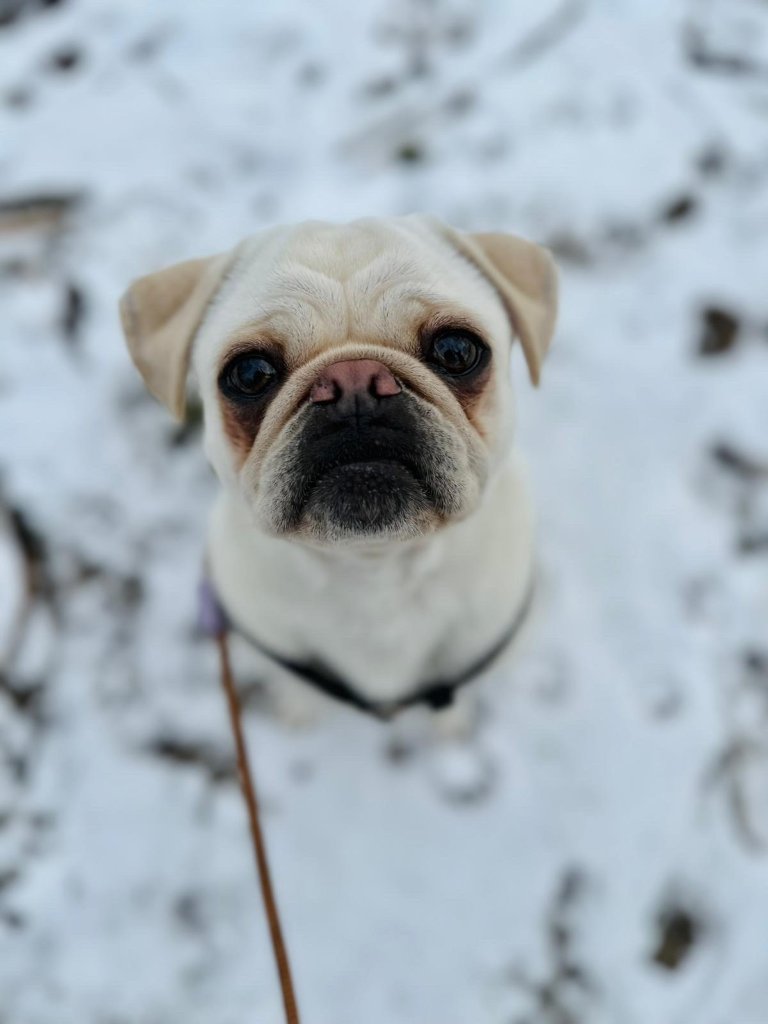 Bruno looking up in the snow