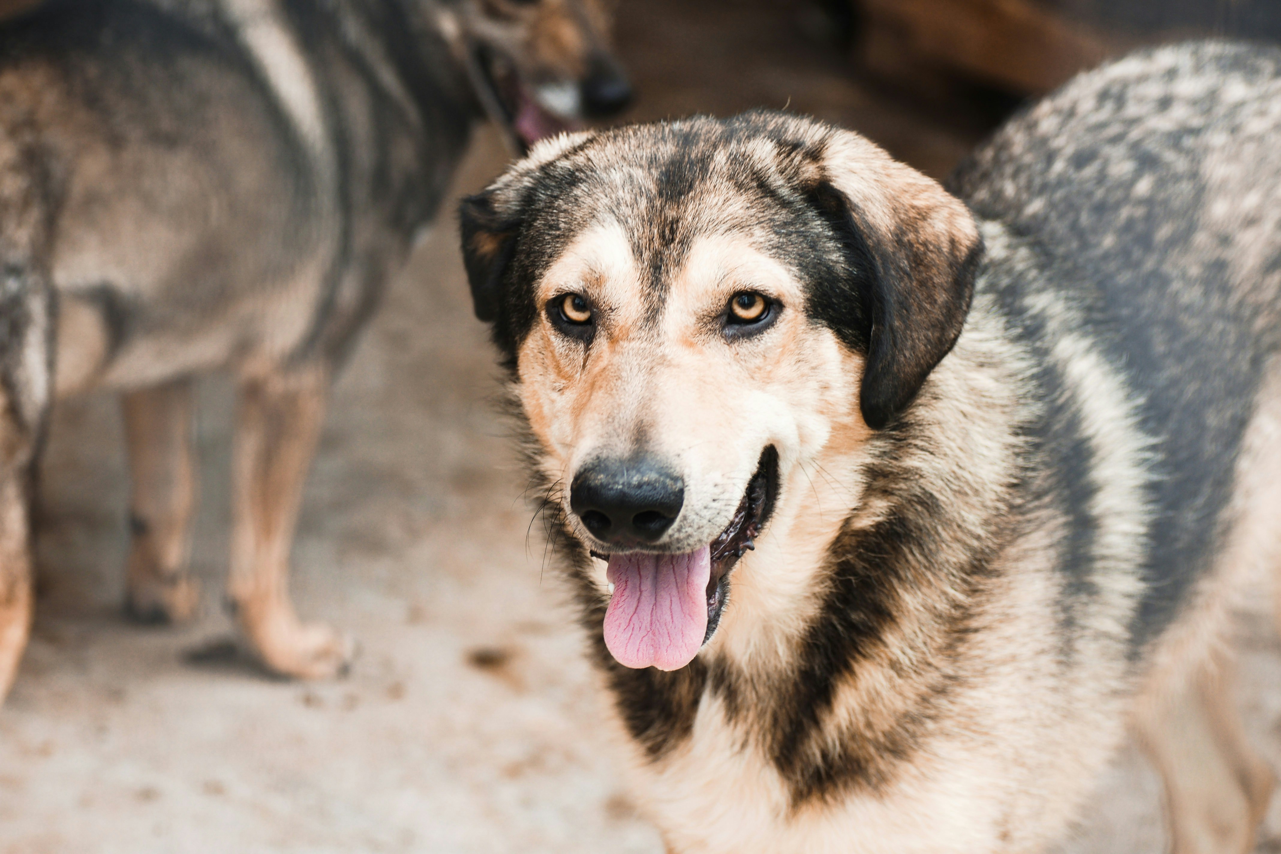 A happy mixed breed dog in a rescue centre yard with other dogs in the background