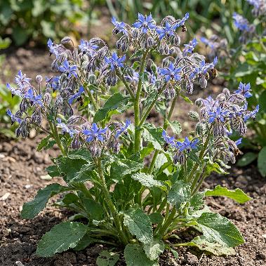 Borage