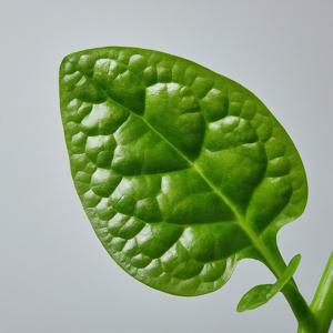 Malabar Spinach