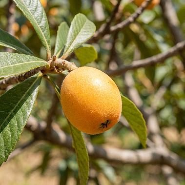 Loquat