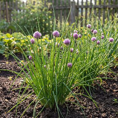 Chives