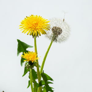 Dandelion Greens