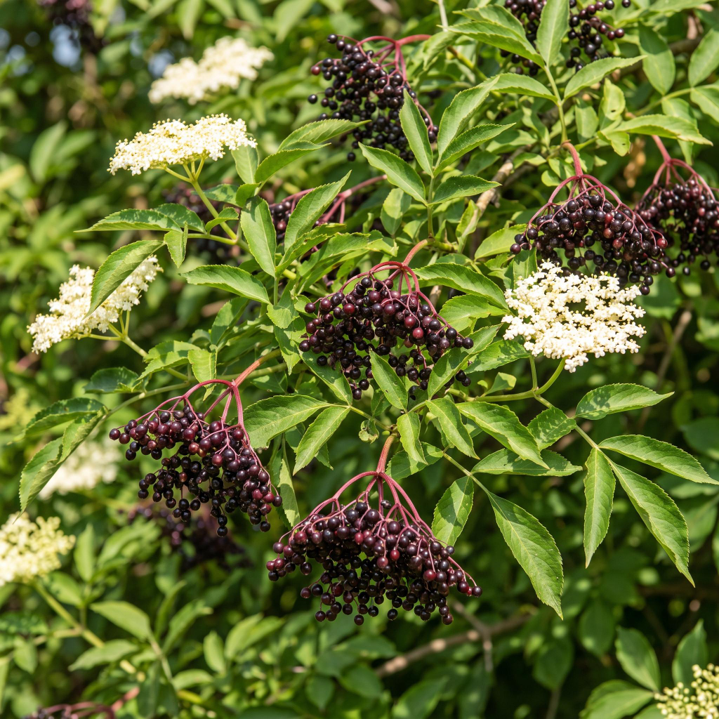 Elder