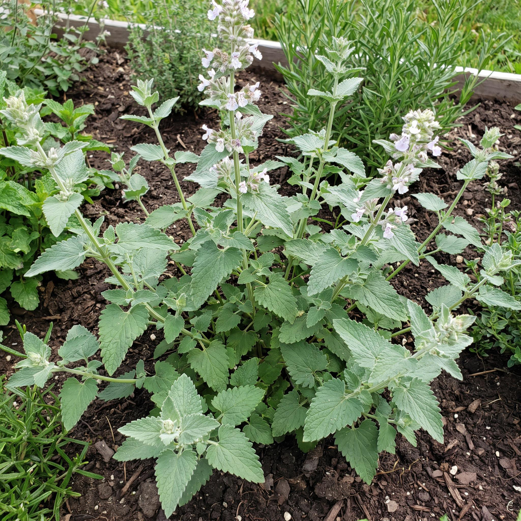 Catnip