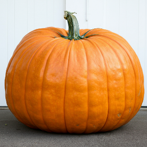 Pumpkin