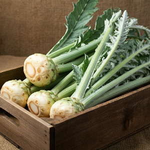 Cardoon