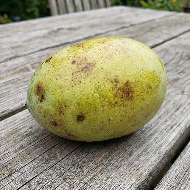 Pawpaw