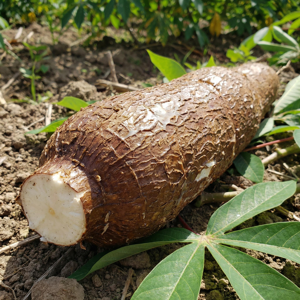 Yuca