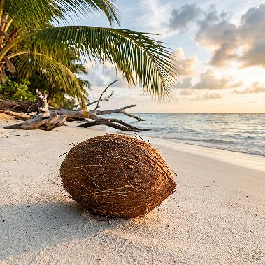 Coconut