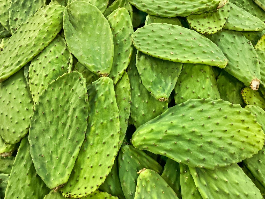 Prickly Pear & Nopales