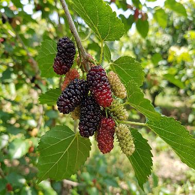 Mulberries