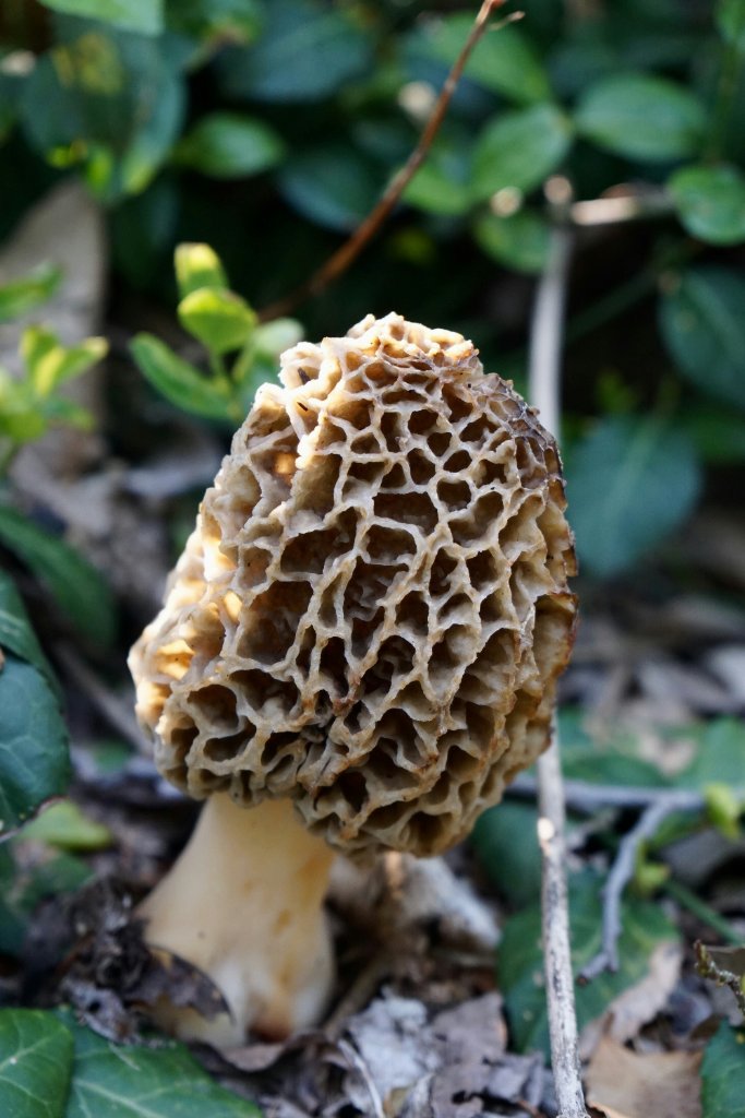 Morels