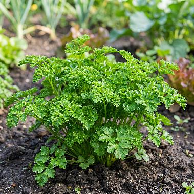 Parsley