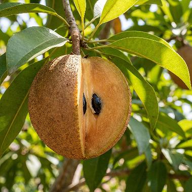 Sapodilla