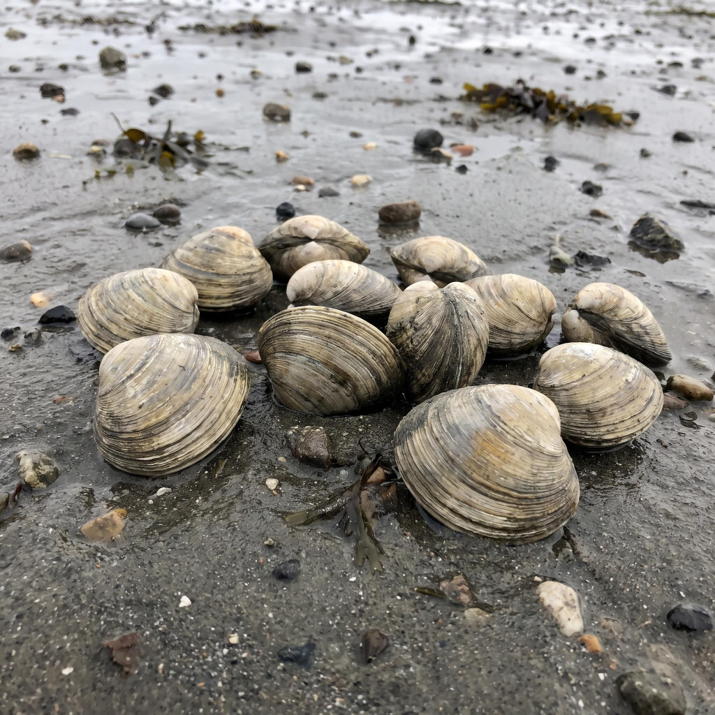 Clams